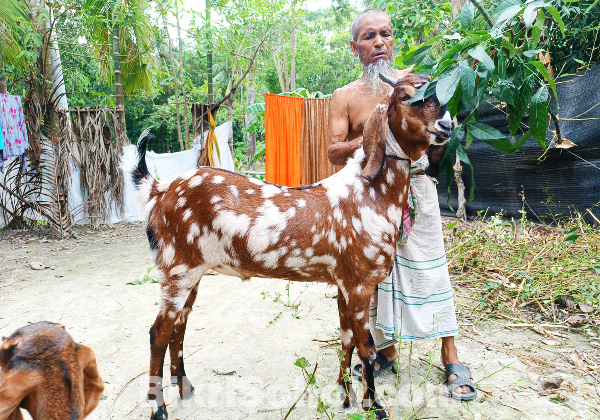 খাসি ছাগল বিক্রি হবে